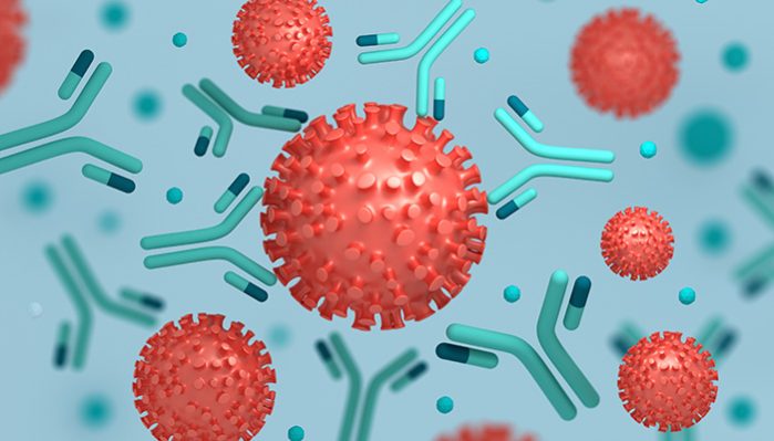 Coronavirus particles interacting with antibodies
